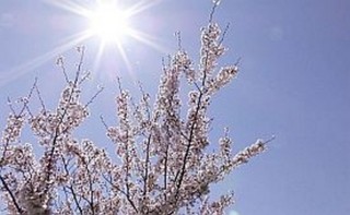 山桜植樹式典